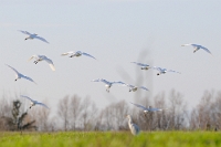 29561 Bubulcus ibis (Airone guardabuoi)